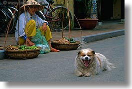 images/Asia/Vietnam/HoiAn/Misc/yawning-dog-n-woman-w-don_ganh.jpg