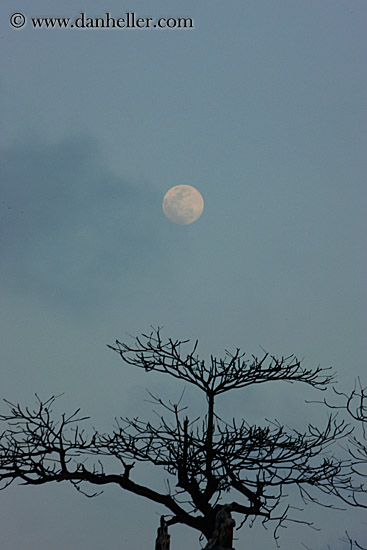 full-moon-over-tree.jpg