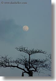 images/Asia/Vietnam/Hue/Citadel/full-moon-over-tree.jpg