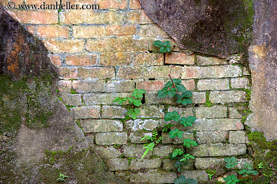 ivy-on-old-brick-wall-2.jpg