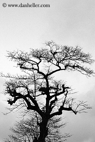 tree-sil-bw.jpg