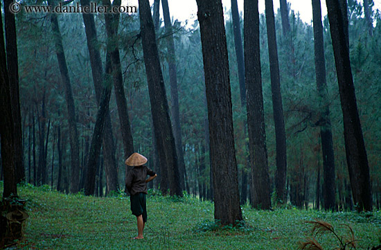 person-in-lush-green-forest.jpg