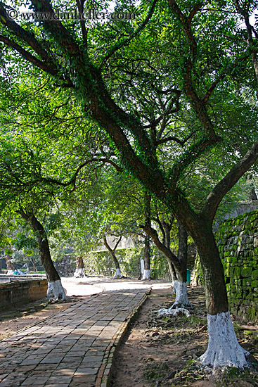 trees-n-stone-path.jpg