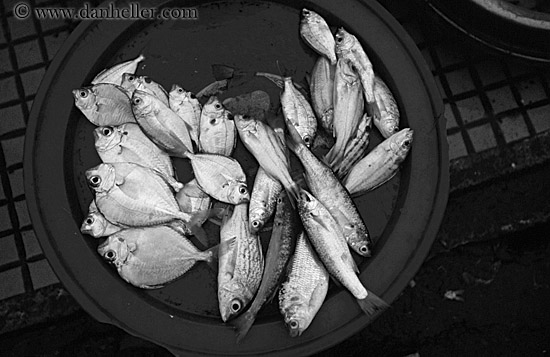 plate-of-fish-bw.jpg