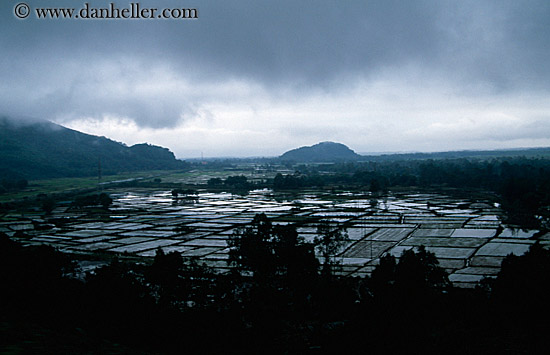 flooded-rice-fields-3.jpg