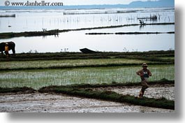 asia, fields, horizontal, landscapes, rice, vietnam, photograph
