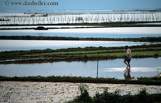 rice-fields-2.jpg