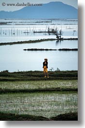 asia, fields, landscapes, rice, vertical, vietnam, photograph