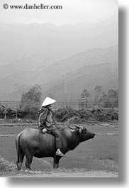 animals, asia, asian, black and white, clothes, conical, hats, men, mountains, ox, people, vertical, vietnam, villages, photograph