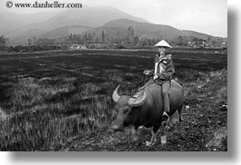 animals, asia, asian, black and white, clothes, conical, hats, horizontal, men, mountains, ox, people, vietnam, villages, photograph