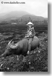 animals, asia, asian, black and white, clothes, conical, hats, men, mountains, ox, people, vertical, vietnam, villages, photograph