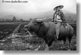 animals, asia, asian, black and white, clothes, conical, hats, horizontal, men, mountains, ox, people, vietnam, villages, photograph