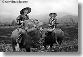 animals, asia, asian, black and white, clothes, conical, hats, horizontal, men, mountains, ox, people, vietnam, villages, photograph