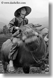 animals, asia, asian, black and white, clothes, conical, hats, men, mountains, ox, people, vertical, vietnam, villages, photograph