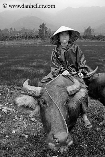 men-on-ox-w-mtns-bw-7.jpg