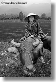 animals, asia, asian, black and white, clothes, conical, hats, men, mountains, ox, people, vertical, vietnam, villages, photograph