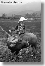 animals, asia, asian, black and white, clothes, conical, hats, men, mountains, ox, people, vertical, vietnam, villages, photograph