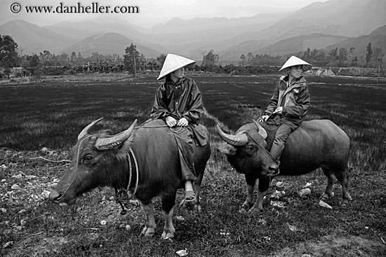 men-on-ox-w-mtns-bw-9.jpg