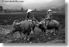 animals, asia, asian, black and white, clothes, conical, hats, horizontal, men, mountains, ox, people, vietnam, villages, photograph