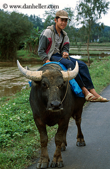 guy-on-ox-3.jpg