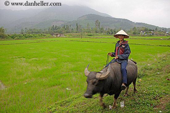 man-on-ox-in-field-1.jpg