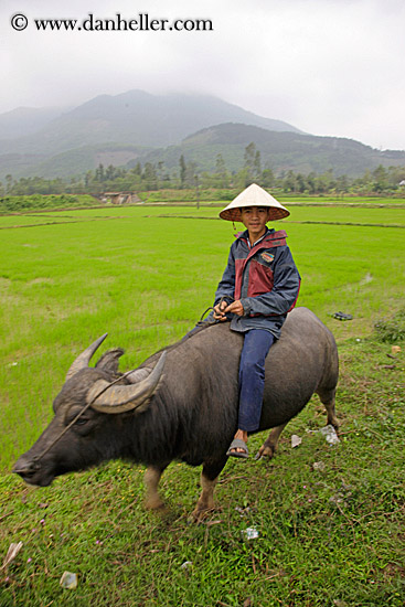 man-on-ox-in-field-2.jpg