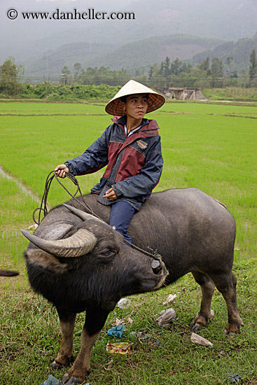 man-on-ox-in-field-7.jpg