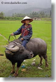 images/Asia/Vietnam/Village/man-on-ox-in-field-7.jpg
