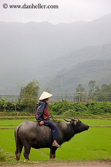 man-on-ox-in-field-9.jpg