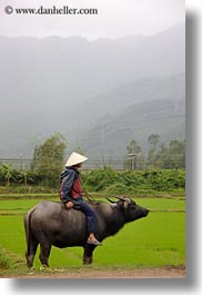 images/Asia/Vietnam/Village/man-on-ox-in-field-9.jpg
