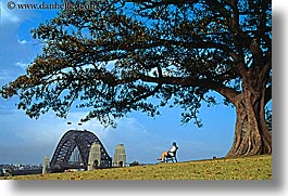 australia, branches, bridge, dans, harbor bridge, horizontal, men, nature, people, plants, structures, sydney, trees, photograph