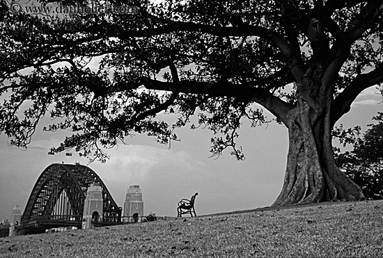 tree-n-bridge-01-bw.jpg