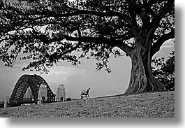 australia, black and white, branches, bridge, harbor bridge, horizontal, nature, plants, structures, sydney, trees, photograph