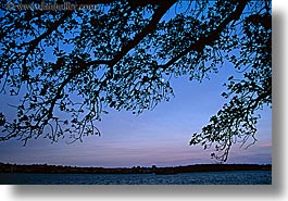 australia, branches, dusk, horizontal, nature, plants, shade tree, silhouettes, sky, sydney, trees, photograph