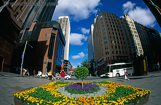 flowers-n-bldgs-02.jpg