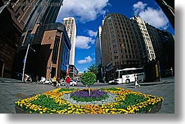 images/Australia/Sydney/Misc/flowers-n-bldgs-02.jpg