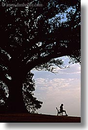 australia, benches, jills, nature, plants, shade tree, silhouettes, sydney, trees, vertical, photograph