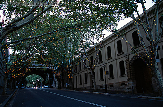 tree-lights-n-street.jpg