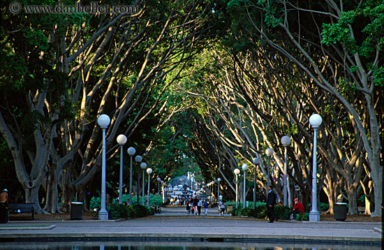 tree-tunnel-w-lamp_posts-03.jpg