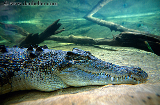 alligator-1.jpg