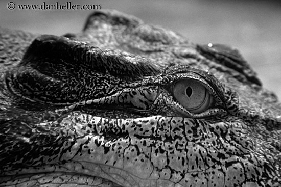 alligator-2.jpg