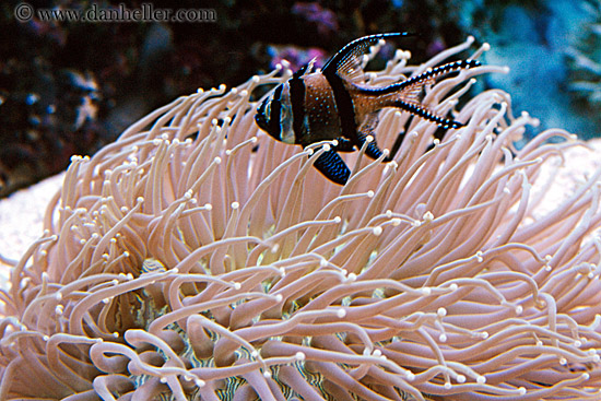 angel-fish-n-anemone.jpg