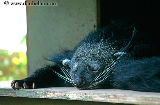 binturong.jpg