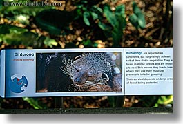 australia, binturong, horizontal, signs, sydney, taronga zoo, photograph