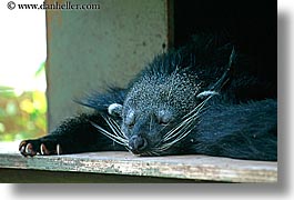 australia, binturong, horizontal, sydney, taronga zoo, photograph