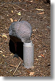 images/Australia/Sydney/TarongaZoo/bird-head-in-pipe.jpg