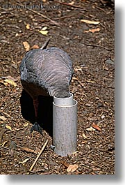 animals, australia, birds, emotions, heads, humor, pipes, sydney, taronga zoo, vertical, photograph