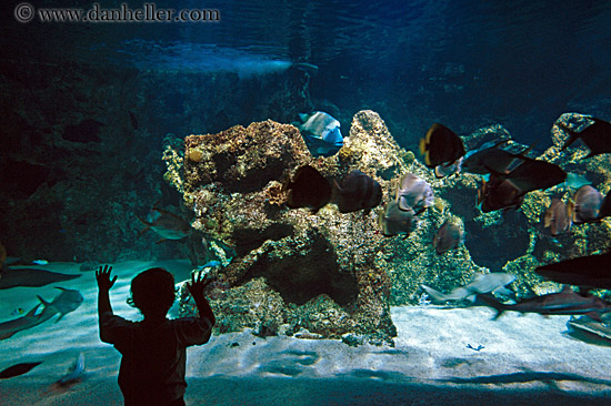 child-sil-aquarium.jpg