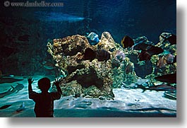 animals, aquarium, australia, boys, childrens, fish, horizontal, people, silhouettes, structures, sydney, taronga zoo, photograph