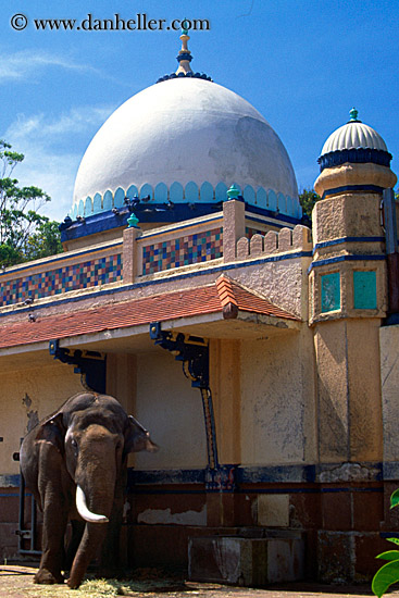 elephant-n-dome.jpg